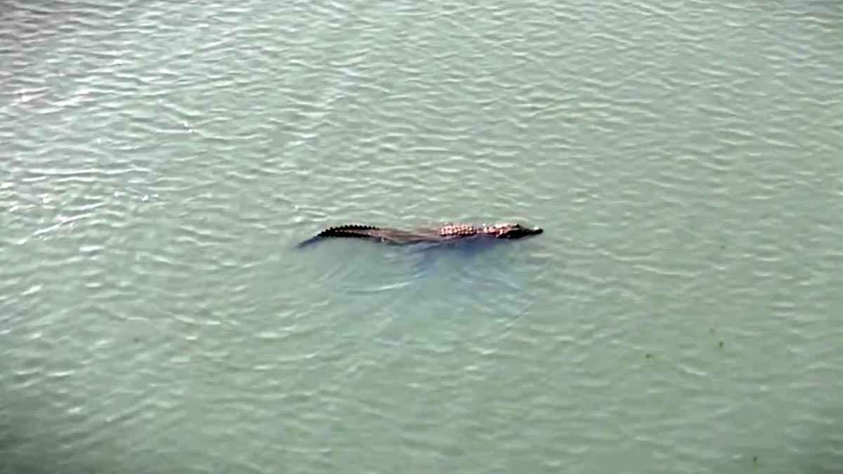 গড়াই নদীতে কুমির, আতঙ্কে নদীপাড়ের মানুষ